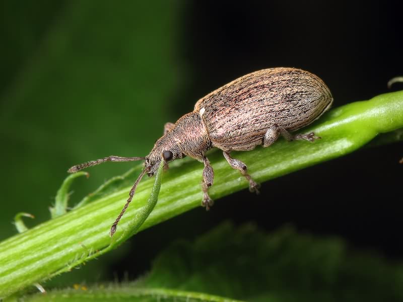 Phyllobius pyri (Linnaeus, 1758)